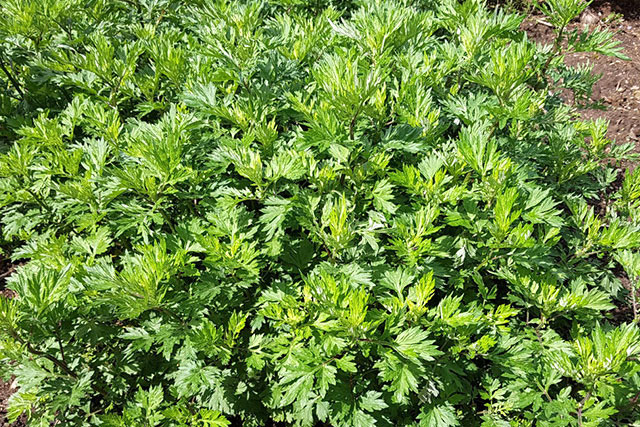 種植艾草對(duì)土壤有一定的要求，出苗后需要移植，日常管理要科學(xué)
